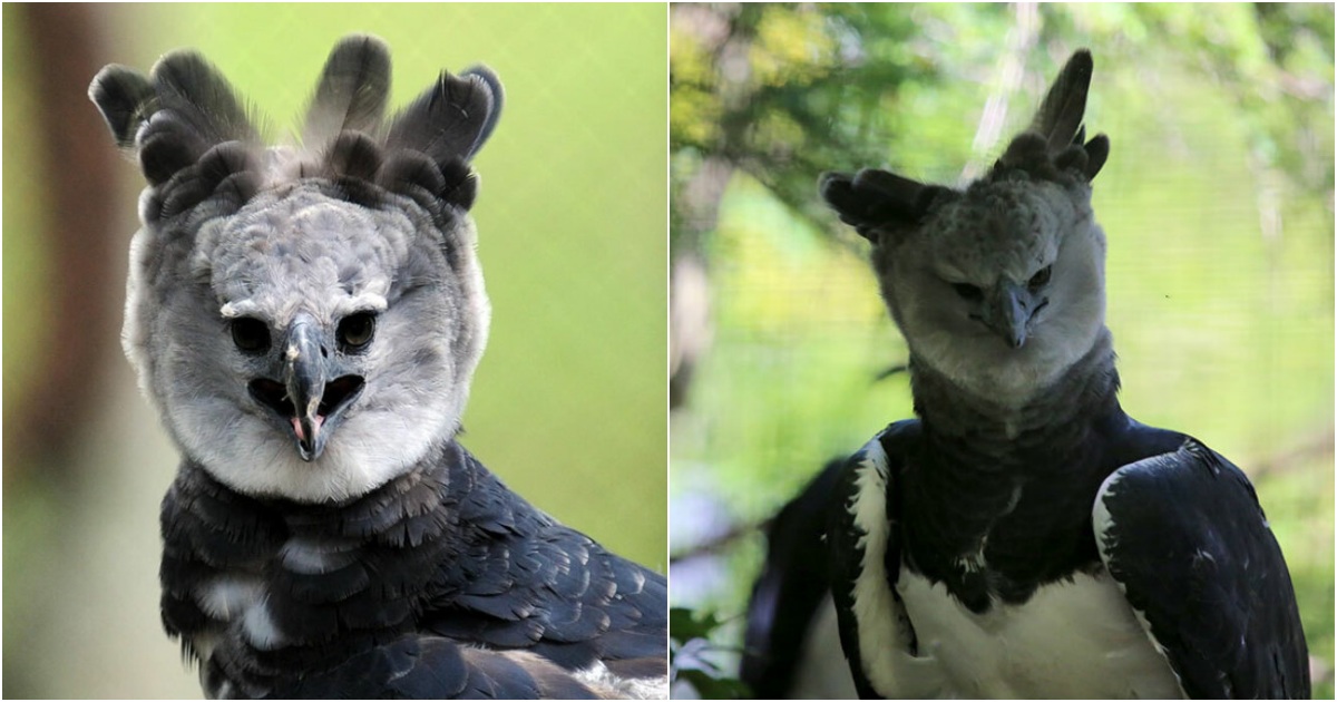 The World’s Largest Eagle, Resembling a Human Cosplayer