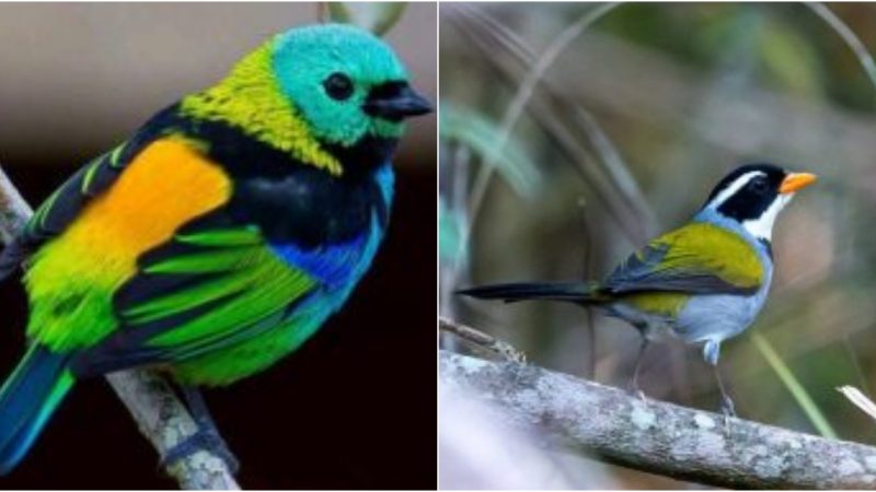 Exploring Bird Diversity: Surprising Patterns of Functional and Species Richness Uncovered in the United States