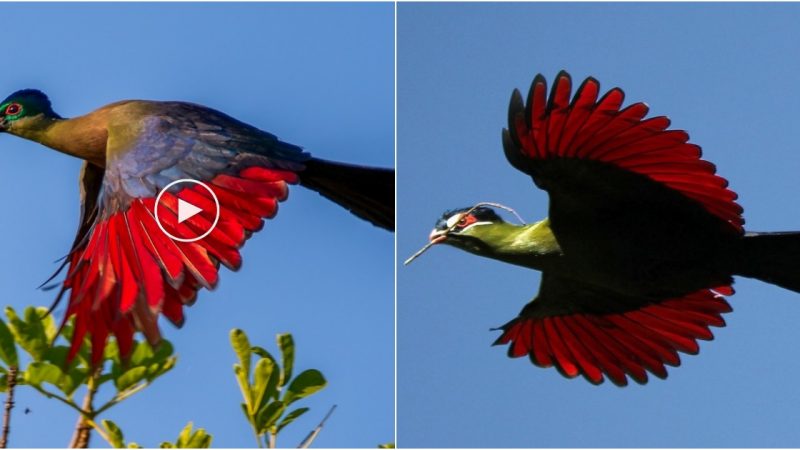 Exquisite Avian Beauty: The Enigmatic Turacos Found Only in Africa