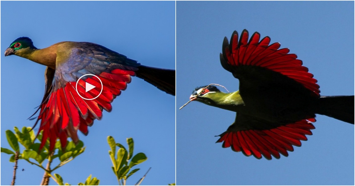 Exquisite Avian Beauty: The Enigmatic Turacos Found Only in Africa