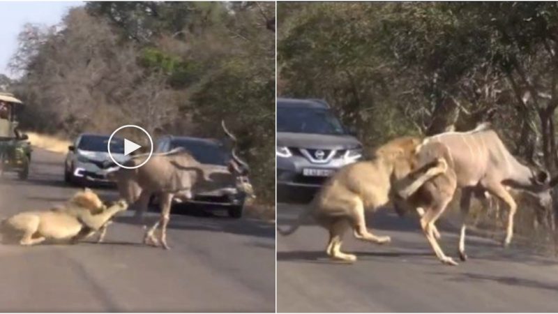 The Predatory Majesty of Male Lions: Unveiling Relentless Strategies for Subduing Prey