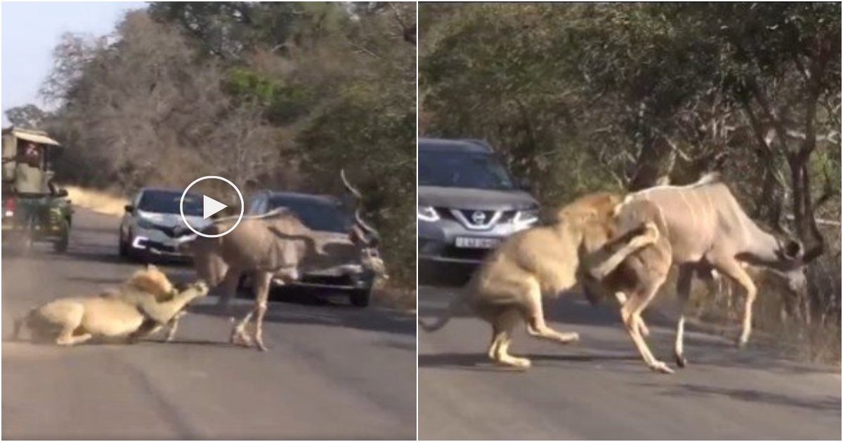 The Predatory Majesty of Male Lions: Unveiling Relentless Strategies for Subduing Prey