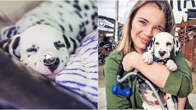 Wiley the Dalmatian: The Heart-Shaped Nose Dog That Stole the Internet’s Heart