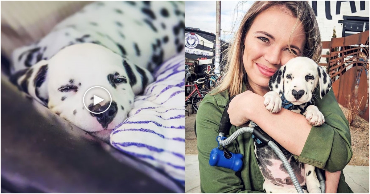 Wiley the Dalmatian: The Heart-Shaped Nose Dog That Stole the Internet’s Heart