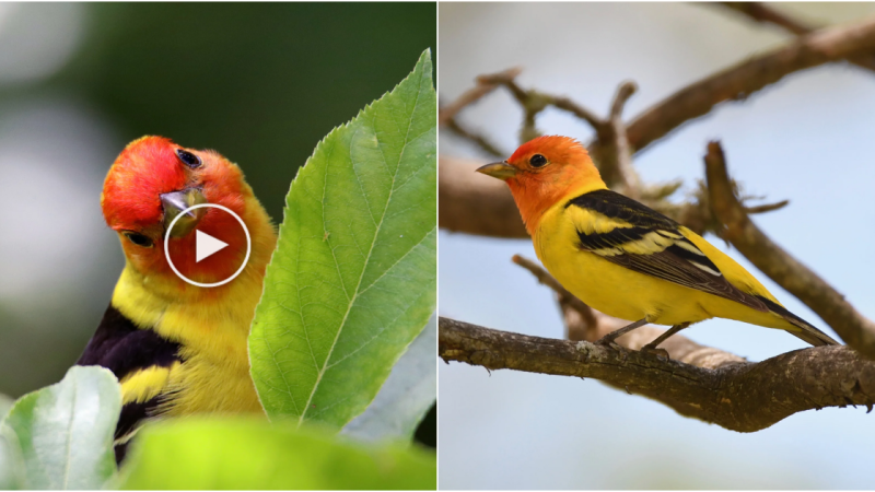 The Radiant Beauty of the Golden Tanager: A Jewel of the Rainforest