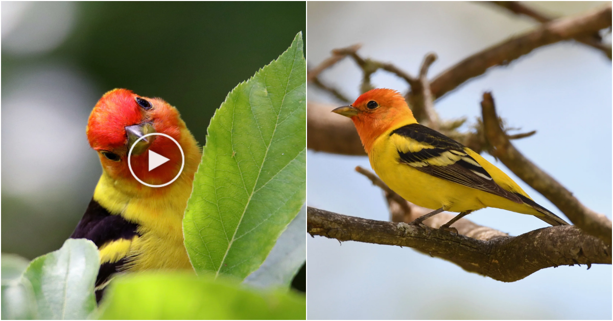 The Radiant Beauty of the Golden Tanager: A Jewel of the Rainforest
