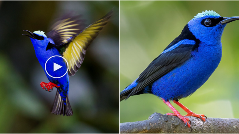 Jewels of the Forest: Preserving the Enigmatic Beauty of the Red-Legged Honeycreeper