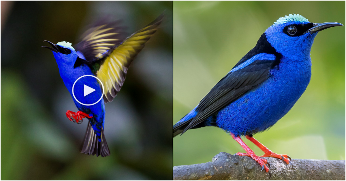 Jewels of the Forest: Preserving the Enigmatic Beauty of the Red-Legged Honeycreeper