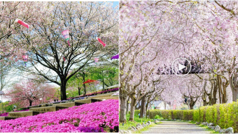 Explore the Enchanting Beauty of Japan’s ‘Flower Paradise’ in Ibaraki during Spring