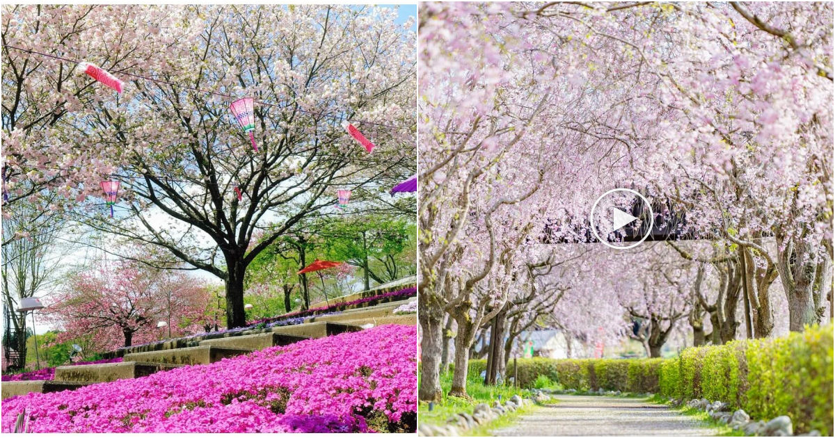 Explore the Enchanting Beauty of Japan’s ‘Flower Paradise’ in Ibaraki during Spring