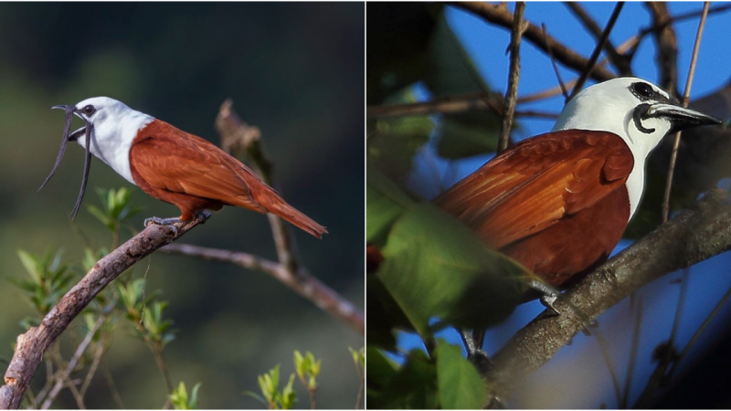 The Enigmatic Three-Wattled Bellbird: Beauty, Mystery, and the Haunting Melodies of the Forest Canopy