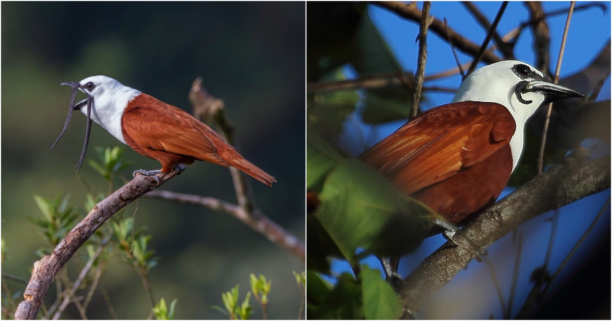 The Enigmatic Three-Wattled Bellbird: Beauty, Mystery, and the Haunting Melodies of the Forest Canopy