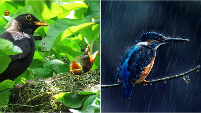 Sheltering Behavior of Birds During Rain: Where Do They Seek Refuge?