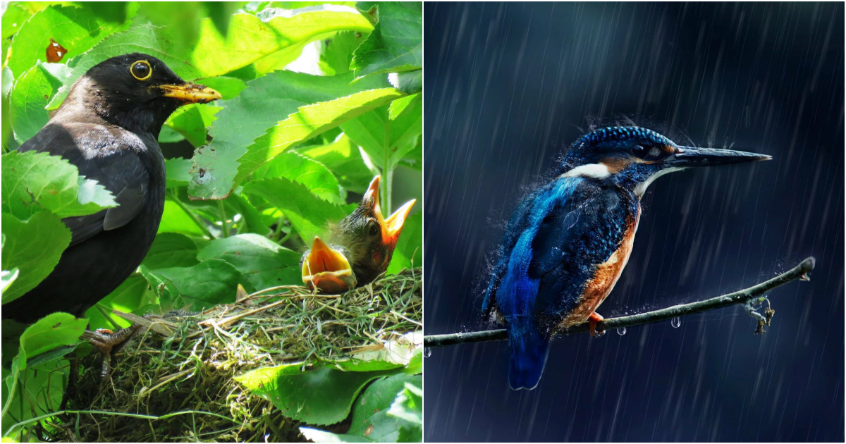 Sheltering Behavior of Birds During Rain: Where Do They Seek Refuge?