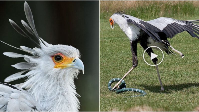 Secretarybird – The Most Elegant Bird in the World