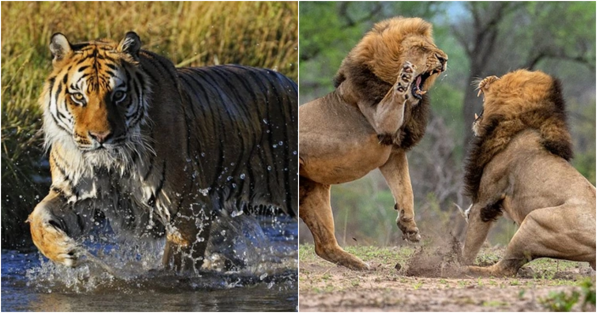 Tiger and lion battling, who is the true king of beasts?