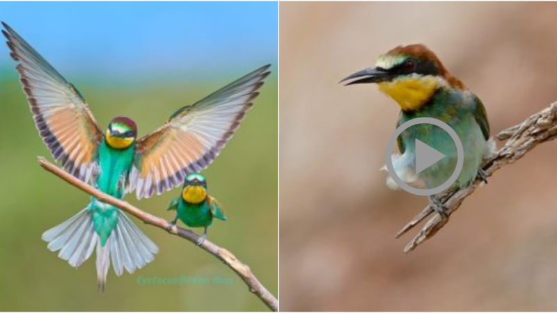 Meet the Spectacularly Colorful European Bee-Eater: A Vibrant Jewel of European Birdlife