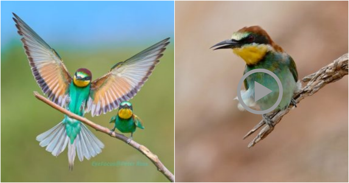 Meet the Spectacularly Colorful European Bee-Eater: A Vibrant Jewel of European Birdlife