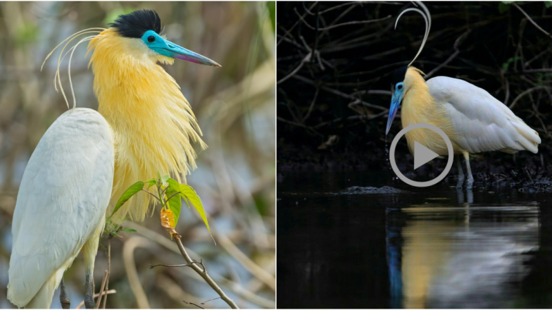 The Enigmatic Capped Heron: Unraveling the Mystery Behind Its Captivating Yellow Neck Plumage