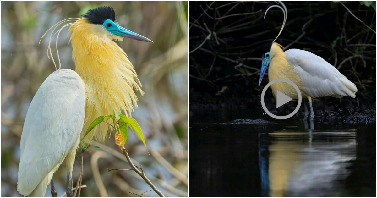 The Enigmatic Capped Heron: Unraveling the Mystery Behind Its Captivating Yellow Neck Plumage
