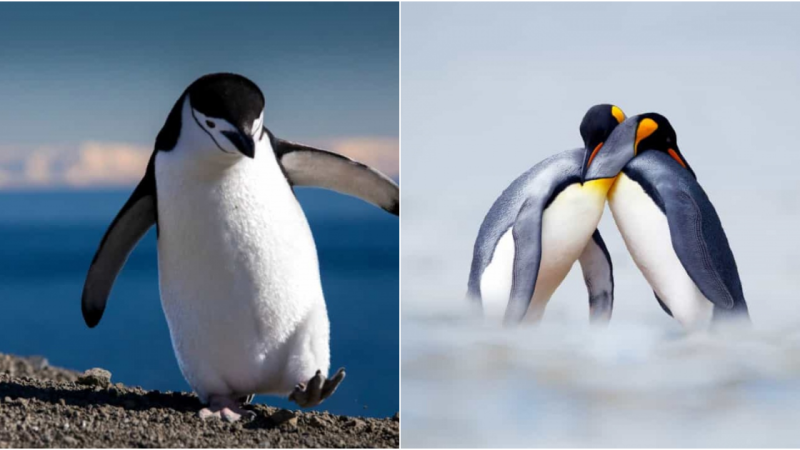 The Irresistible Charm of Penguins: Exploring the Adorableness of these Beloved Birds