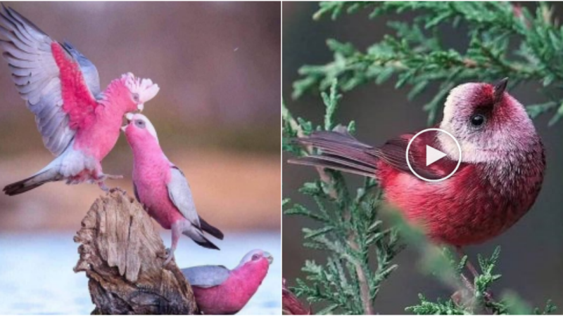 Pink Wings: Exploring the Mesmerizing World of Enchanting Pink Birds