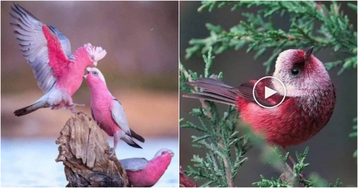 Pink Wings: Exploring the Mesmerizing World of Enchanting Pink Birds