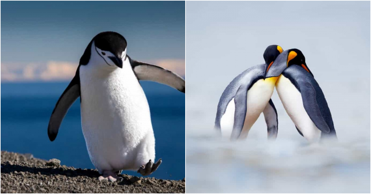 The Irresistible Charm of Penguins: Exploring the Adorableness of these Beloved Birds