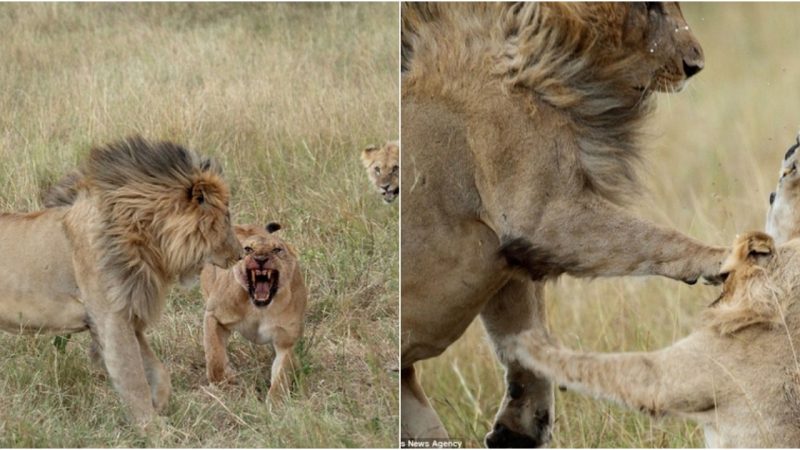 Female Lions Rob Prey, Claw Male Lion’s Eye