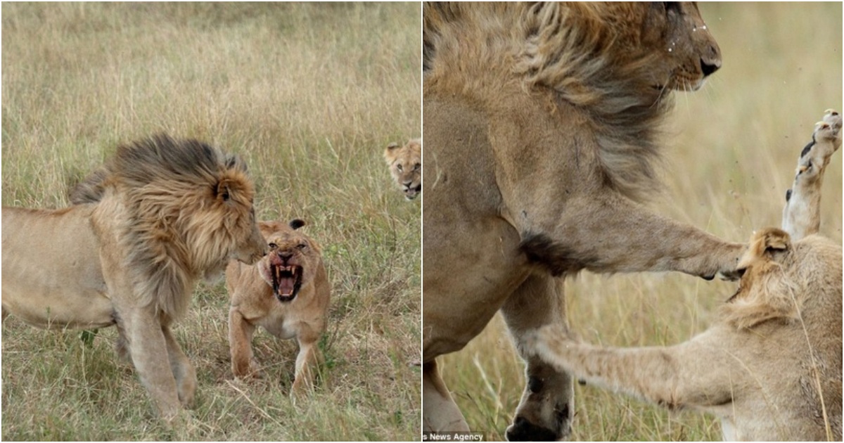 Female Lions Rob Prey, Claw Male Lion’s Eye