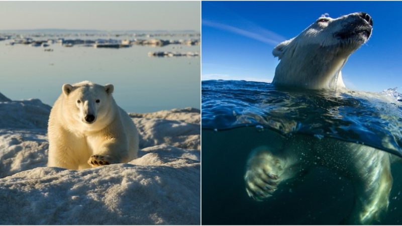 Breathtaking Encounters Polar Bears Swimming in Stunning Personal Photographs