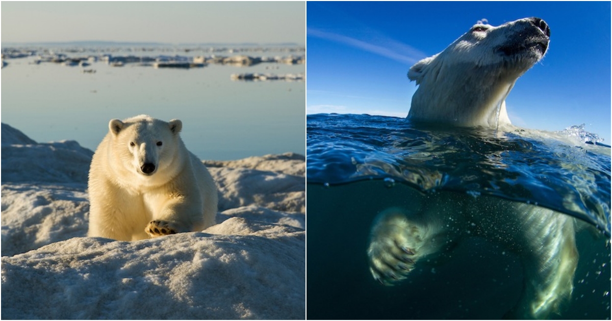 Breathtaking Encounters Polar Bears Swimming in Stunning Personal Photographs