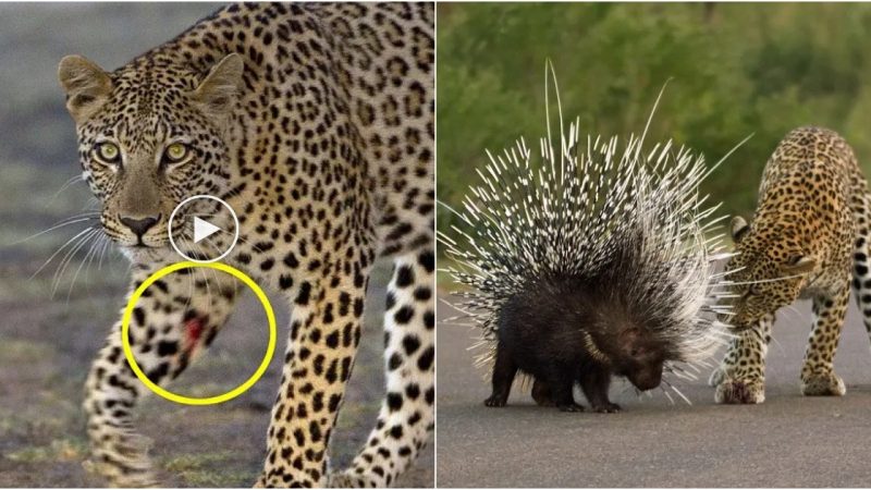 A valuable lesson unfolded in the wild as a determined leopard learned the hard way while attempting to hunt a porcupine for its dinner, resulting in a painful encounter.