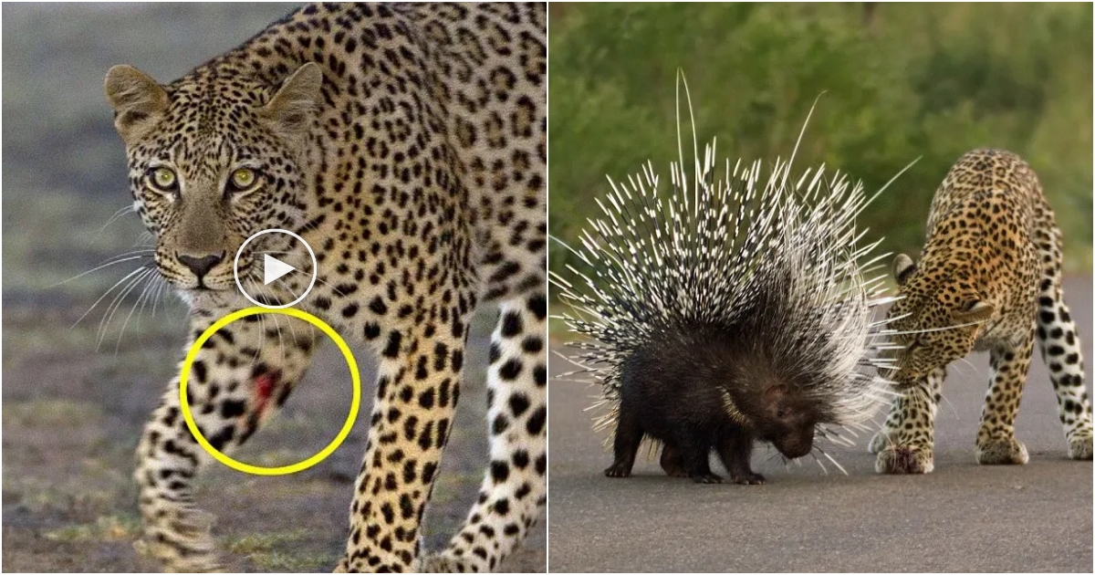 A valuable lesson unfolded in the wild as a determined leopard learned the hard way while attempting to hunt a porcupine for its dinner, resulting in a painful encounter.