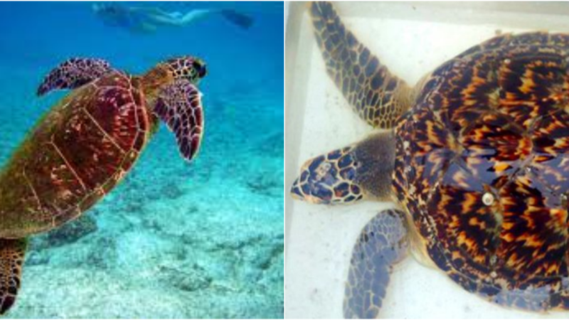 “The Endangered Hawksbill Turtles: Facing Extinction Due to Human Activities”
