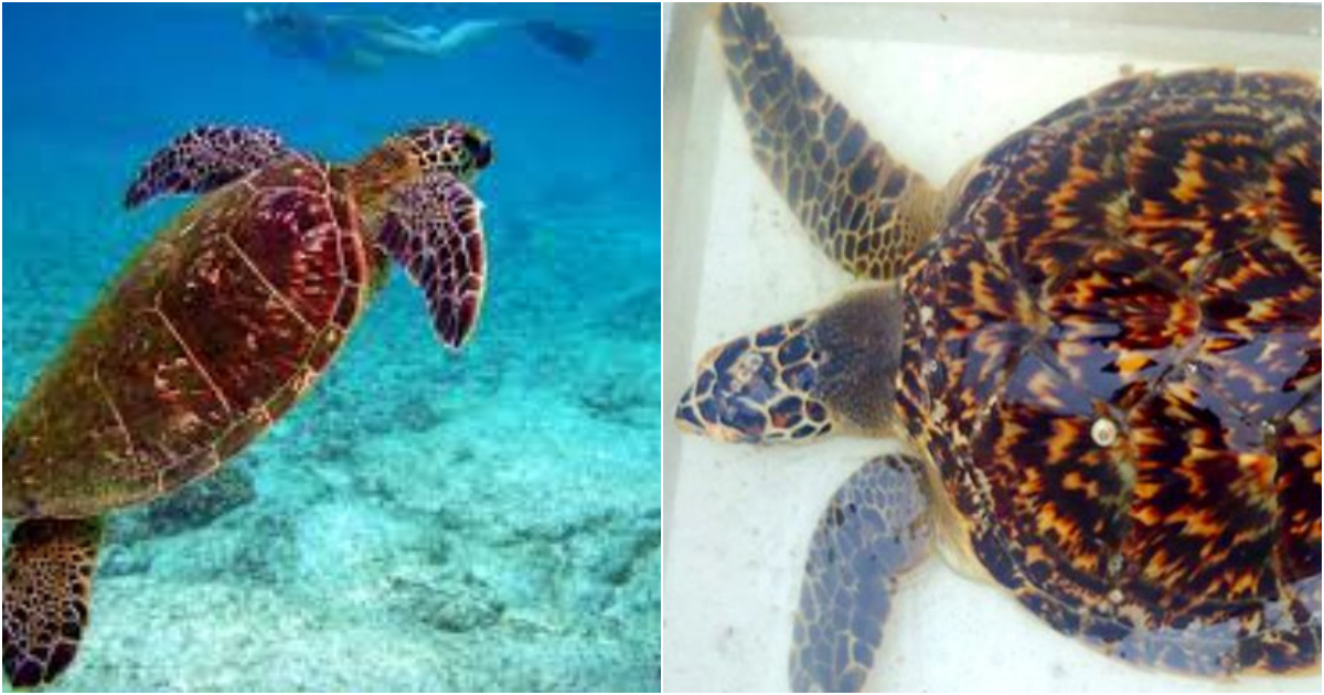 “The Endangered Hawksbill Turtles: Facing Extinction Due to Human Activities”