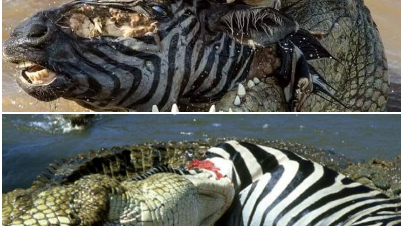 “Savage Showdowns: Crocodiles Confront Nature’s Titans in Epic Battles”