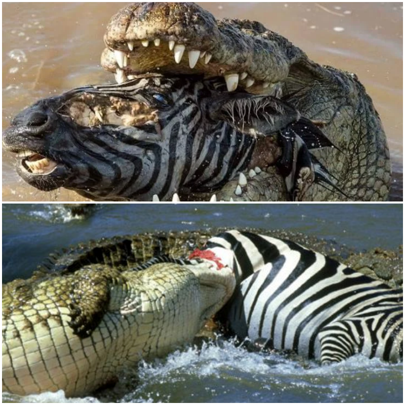 “Savage Showdowns: Crocodiles Confront Nature’s Titans in Epic Battles”