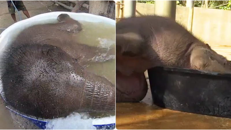 Joyful Baby Elephant’s Playful Bath Time Adventure