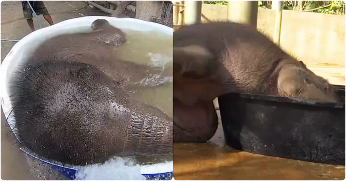 Joyful Baby Elephant’s Playful Bath Time Adventure
