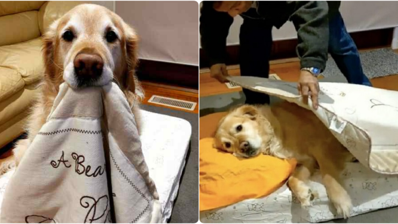 A Heartwarming Transformation: From Skeptic to Canine’s Biggest Admirer