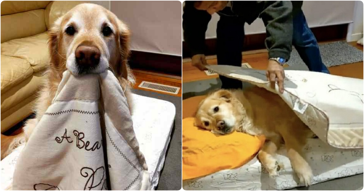 A Heartwarming Transformation: From Skeptic to Canine’s Biggest Admirer