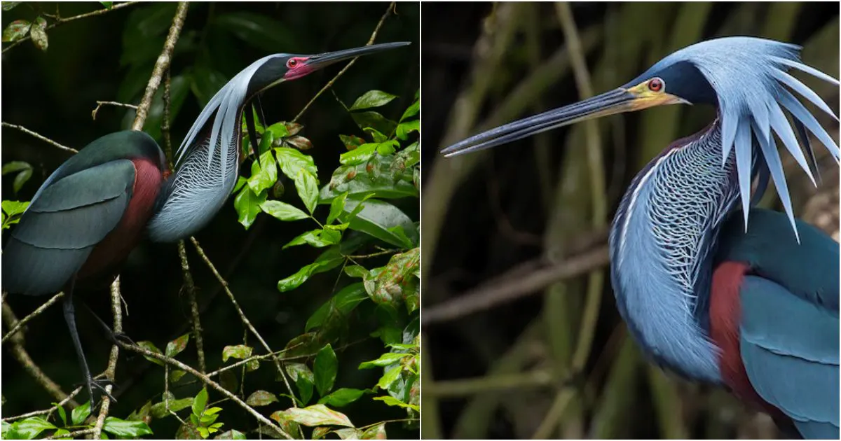 Enchanting Elegance: The Allure of Exotic Avian Beauty – The Agami Heron