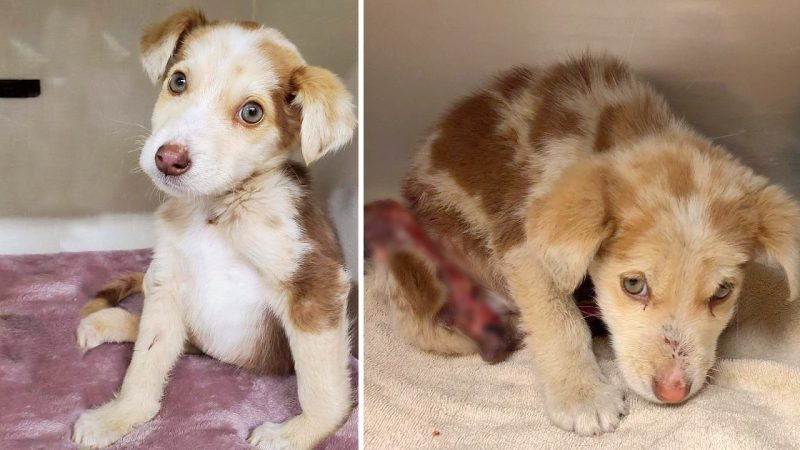 Resilient Puppy, Once Missing Skin and Muscle, Emerges Victorious: A Remarkable Tale of Healing
