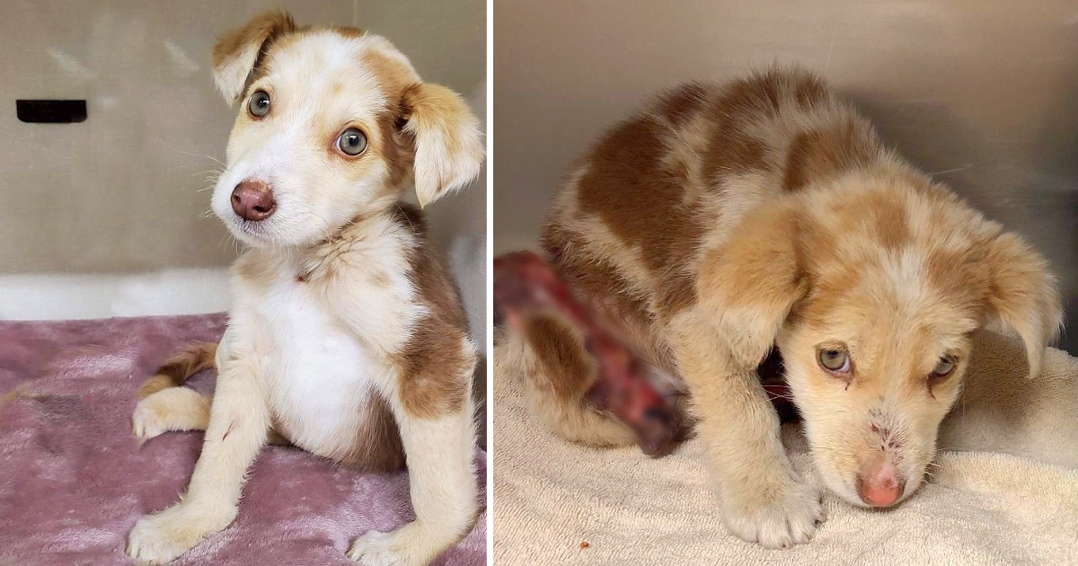 Resilient Puppy, Once Missing Skin and Muscle, Emerges Victorious: A Remarkable Tale of Healing