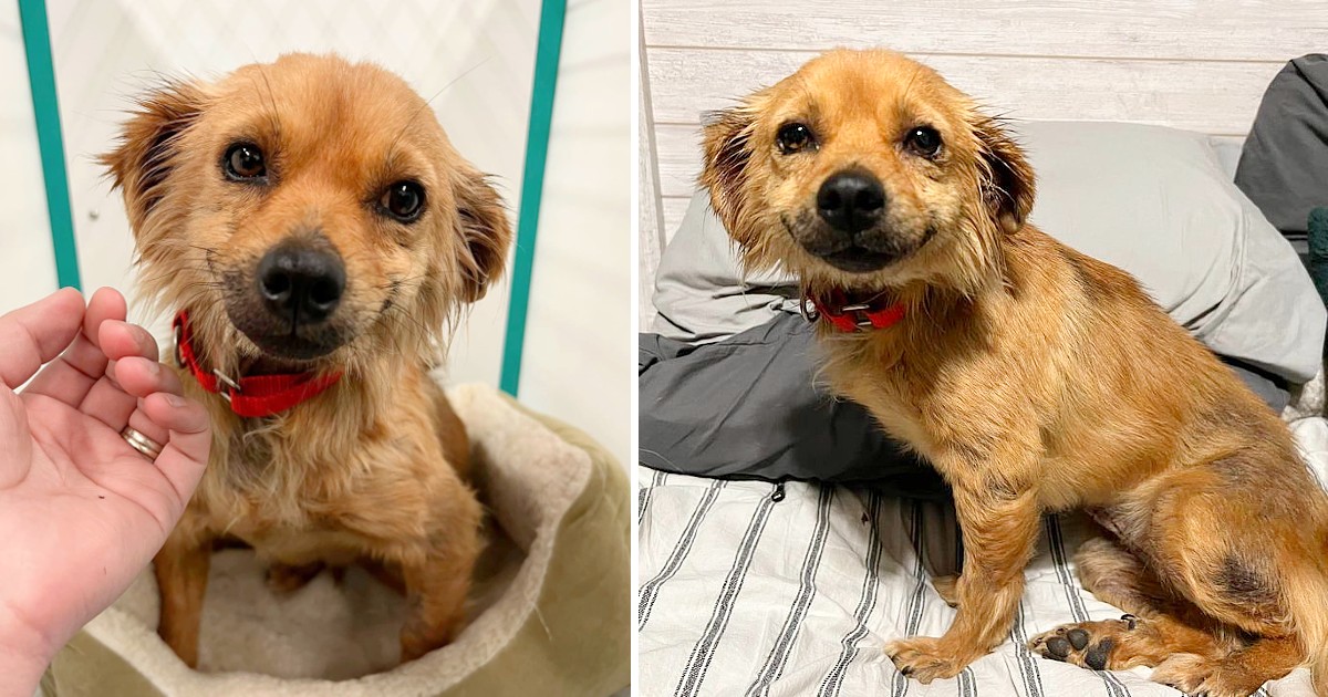 Rescued Pregnant Stray Dog Can’t Stop Smiling After Surviving Hoarding Situation