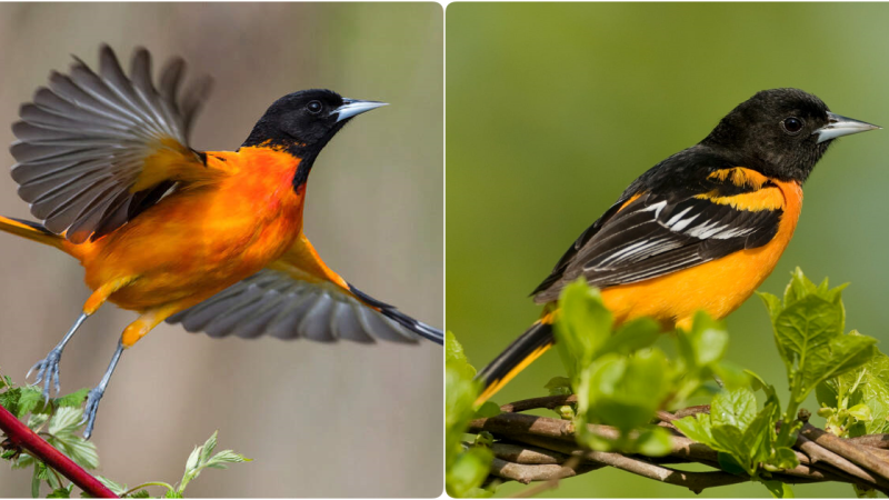 Unveiling the Enigmatic Beauty of the Baltimore Oriole: A Journey into Nature’s Splendor