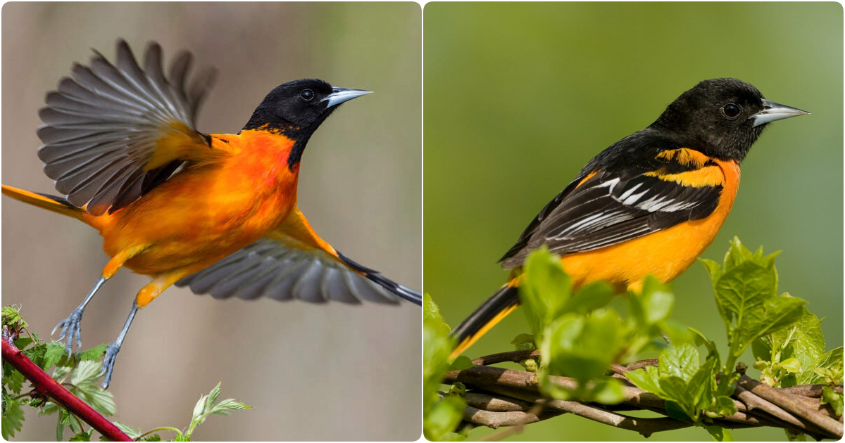 Unveiling the Enigmatic Beauty of the Baltimore Oriole: A Journey into Nature’s Splendor