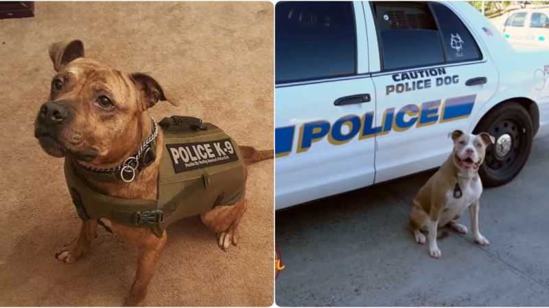 “From Shelter Strays to Crime-Fighting Heroes: Rescued Pit Bulls Redefining Policing”