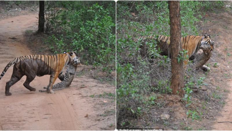 Tigress Claims Dominance in Intense Showdown, Securing Prey in the Heart of the Wilderness